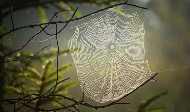 Ett spindelnät hänger mellan två grenar i skogen